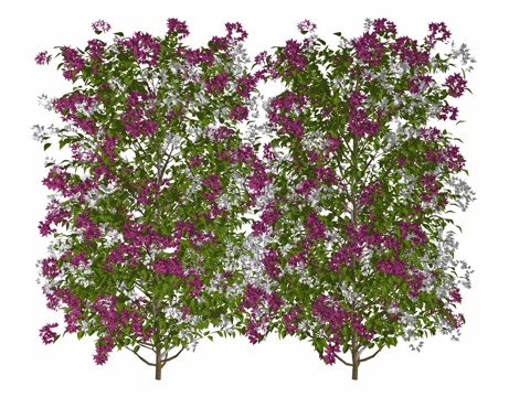 现代庭院植物su模型