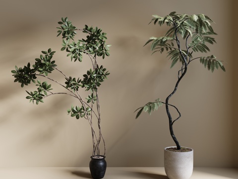  现代绿植盆栽 中古风绿植盆栽 落地植物 禅意盆栽 室內植物3d模型 