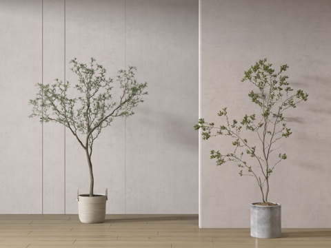  现代绿植盆栽 中古风绿植盆栽 落地植物 禅意盆栽 室內植物3d模型 