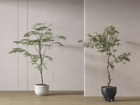  现代绿植盆栽 中古风绿植盆栽 落地植物 禅意盆栽 室內植物3d模型 