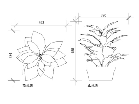 巴豆盆栽植物 巴豆绿植 巴豆观赏植物 室内巴豆盆栽 彩叶巴豆cad施工图