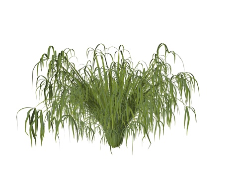 现代庭院植物su模型