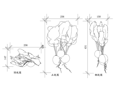  花园萝卜植物 萝卜盆栽 萝卜菜园 萝卜种植 萝卜蔬菜 萝卜苗cad施工图 