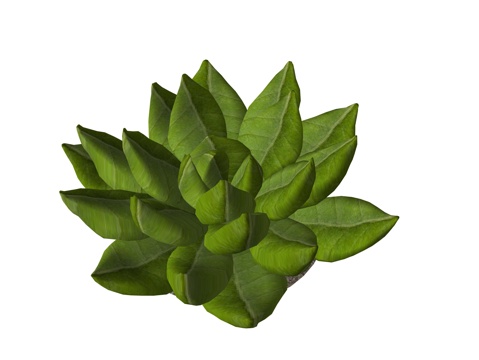 现代多肉植物su模型