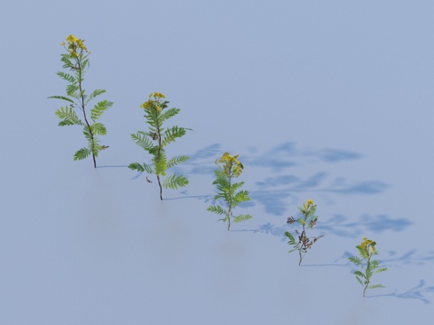  草 花草灌木3d模型 