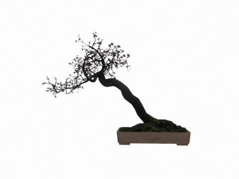 造景 植物 室外造景 灌木 室内造景 花镜 景观 组团 乔木su模型