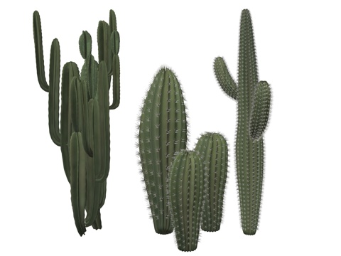 现代庭院植物su模型