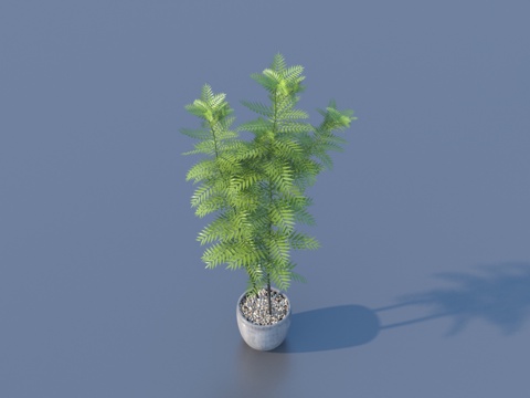  花盆 盆栽 绿植 植物3d模型 