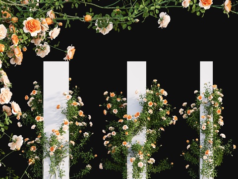  皇家日落攀援玫瑰 033d模型 