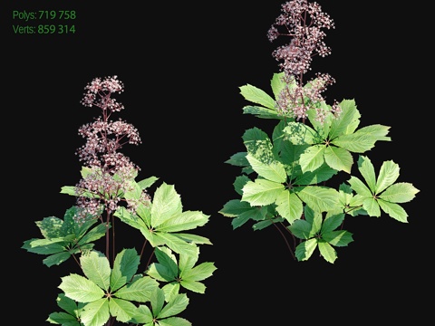  罗杰斯七叶树23d模型 