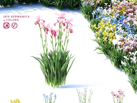  鸢尾花 德国鸢尾 四色3d模型 