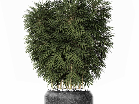  竹子竹林，灌木丛，花卉，盆栽，黑色3d模型 