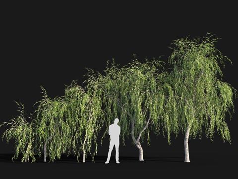  柳树 #4（2.6米-5.7米）3d模型 