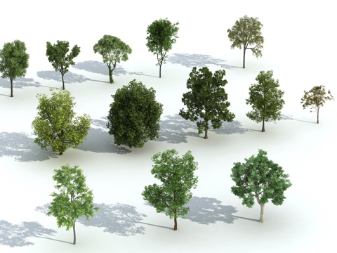  树 植物 杨树 法桐 景观树 杨树3d模型 