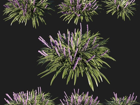  斑叶鸢尾草 023d模型 