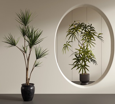 中古侘寂绿植 盆栽 千年木 孔雀木su模型