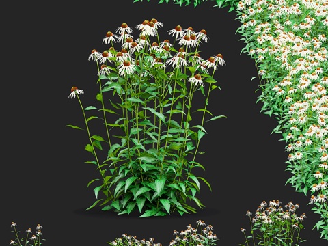  紫锥花 洋甘菊 花草3d模型 