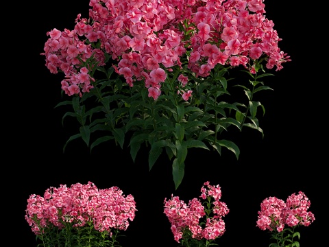  红花石竹3d模型 