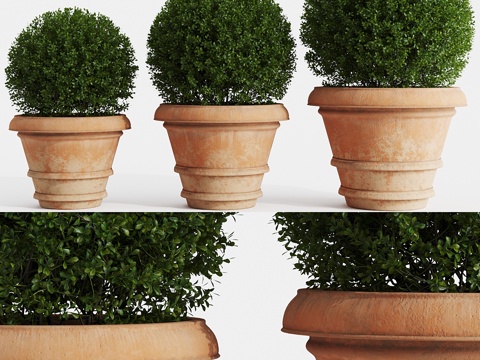  陶盆常绿黄杨3d模型 