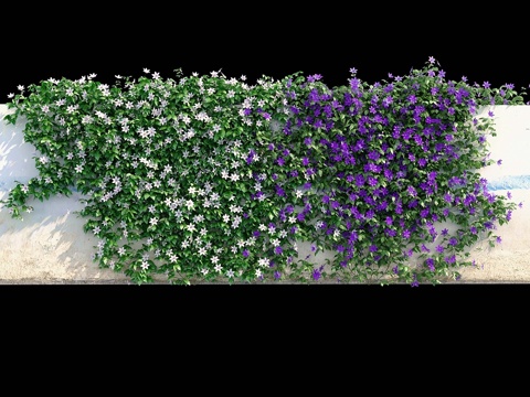  墙上的铁线莲3d模型 