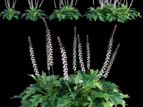  柔毛刺芹 熊臀草3d模型 