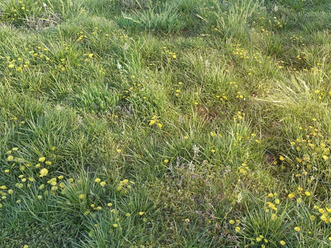  蒲公英春草3d模型 