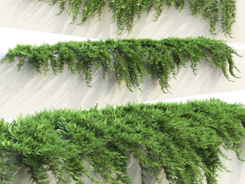  挡土墙上的刺柏   匍匐刺柏 # 13d模型 