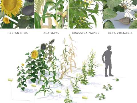  菜园·厨房菜园.vol 43d模型 