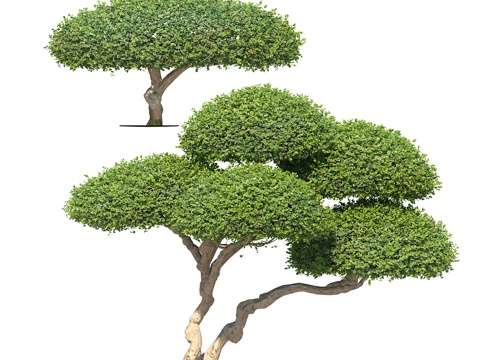  新中式修剪榕树 景观树3d模型 
