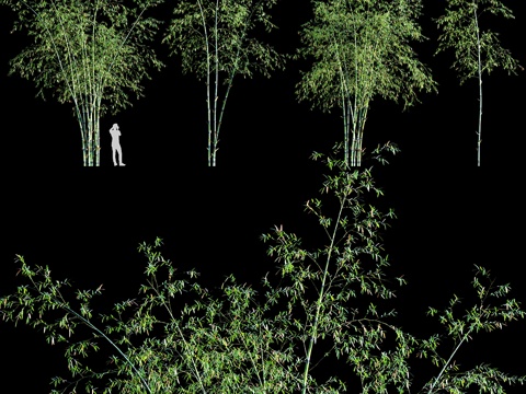  竹属植物013d模型 