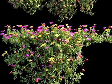  马齿苋科植物023d模型 