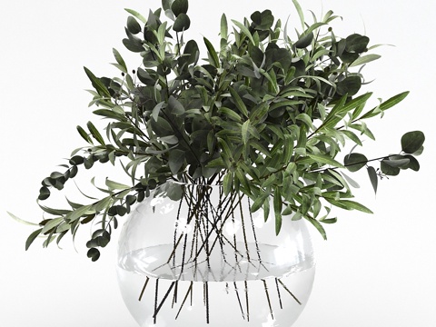  橄榄枝与桉树花束3d模型 