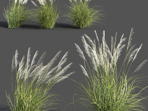  拉文纳毛蕊花3d模型 