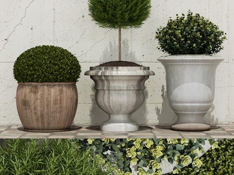  盆栽灌木13d模型 