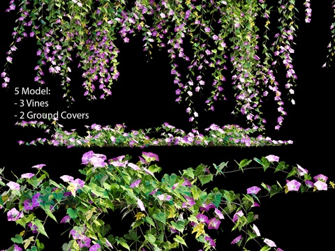  牵牛花 #23d模型 