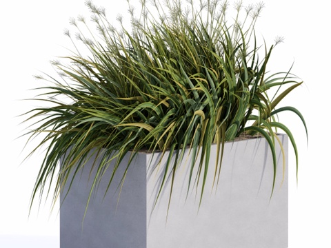  混凝土箱中的风草与植物3d模型 