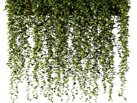  长方形花盆中的常春藤3d模型 