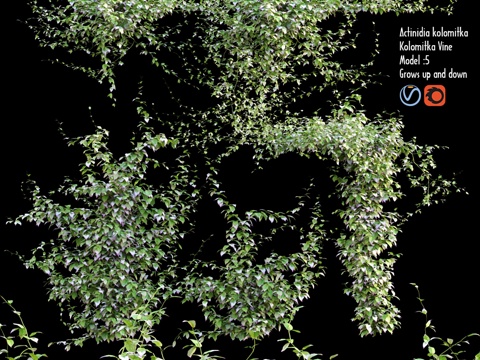  猕猴桃科科洛米特卡藤蔓 #13d模型 