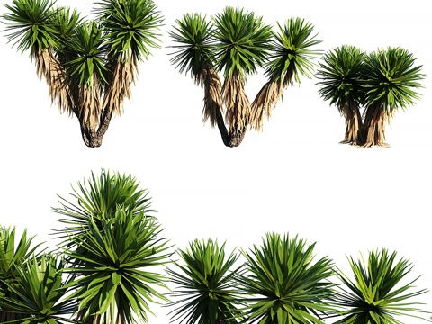  丝兰植物 2（3款模型）3d模型 