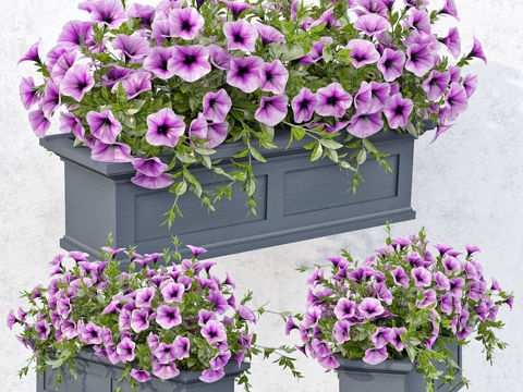  紫丁香矮牵牛3d模型 