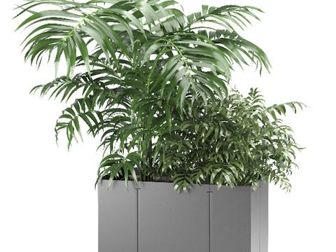  盆栽棕榈树 02 (CAPE系列)3d模型 