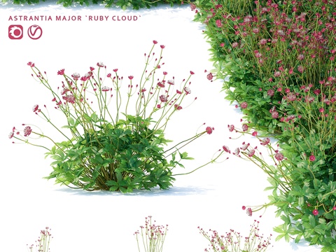  大花海芋   红宝石云海芋3d模型 