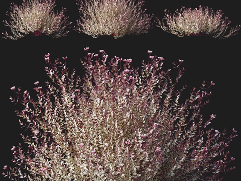  马迪格拉斯花枝木 #13d模型 