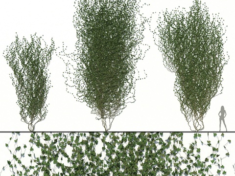  常春藤墙023d模型 