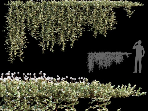  细叶刺果藤 新西兰刺果 #23d模型 