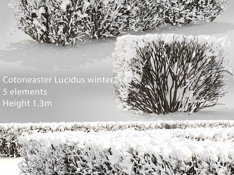  光叶卫矛冬日绿篱 #33d模型 