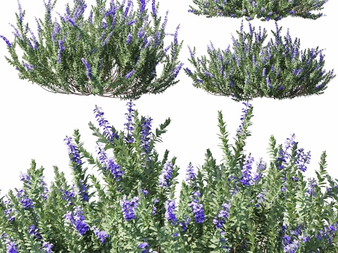  鼠尾草 013d模型 