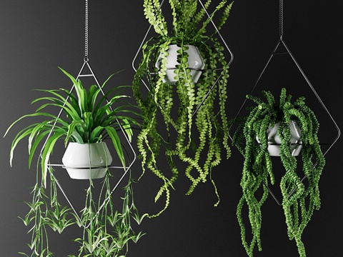  菱形吊篮中的植物3d模型 