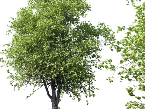  枫树   枫树 # 13d模型 