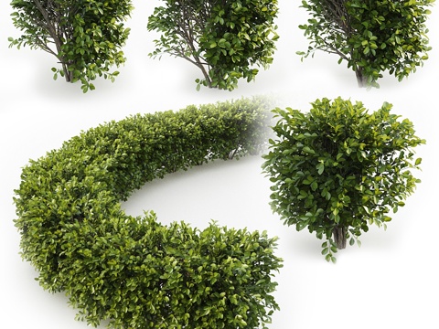  樱桃月桂3d模型 